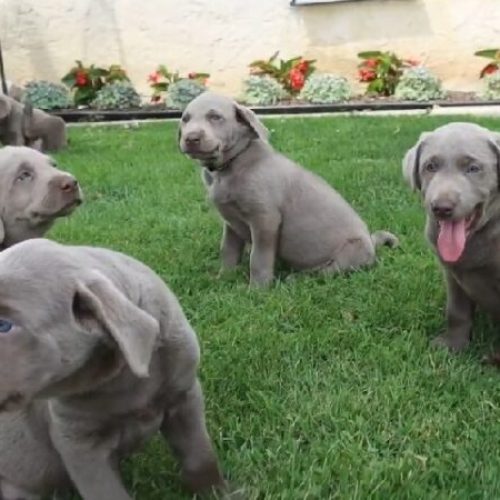 How to Get a Silver Lab?