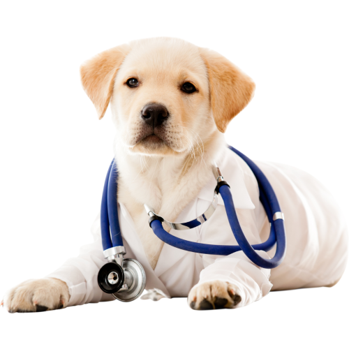 Understanding Labrador Health: Preventative Care and Common Ailments