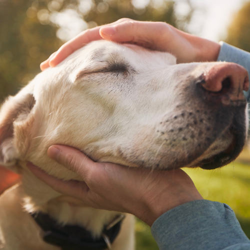 The Science Behind Labrador Retrievers as Exceptional Therapy Dogs