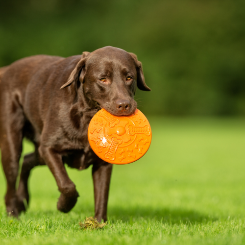 Labrador Retrievers in Competitive Sports: Success Stories and Training Tips