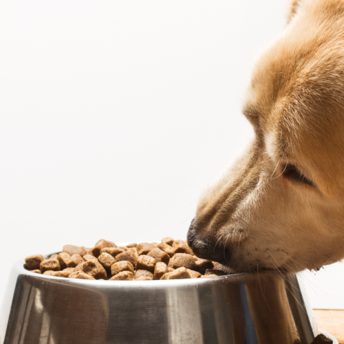Nutritional Needs of Labradors: Best Practices for Health and Longevity