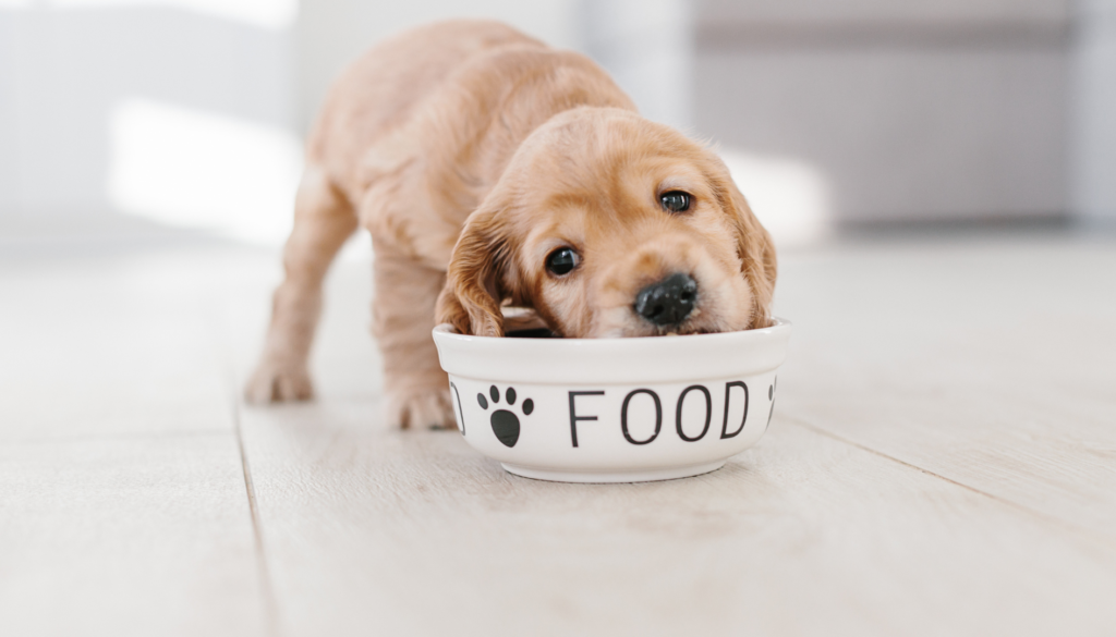 Common Nutritional Issues in Labradors