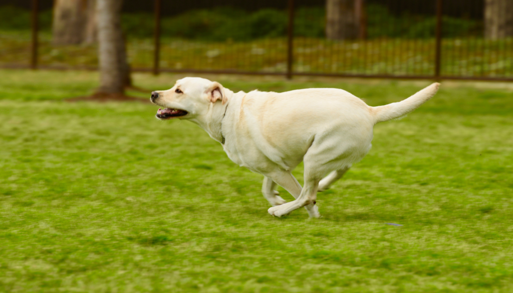 Exercise and Activity for Labradors