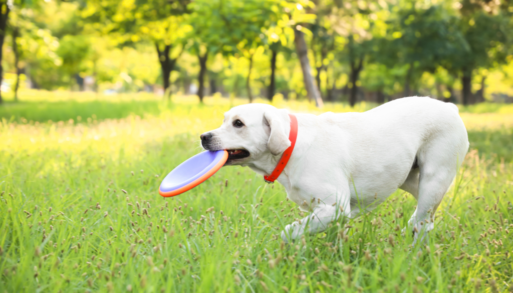 Labrador Retrievers in Competitive Sports - Disc Dog Competitions