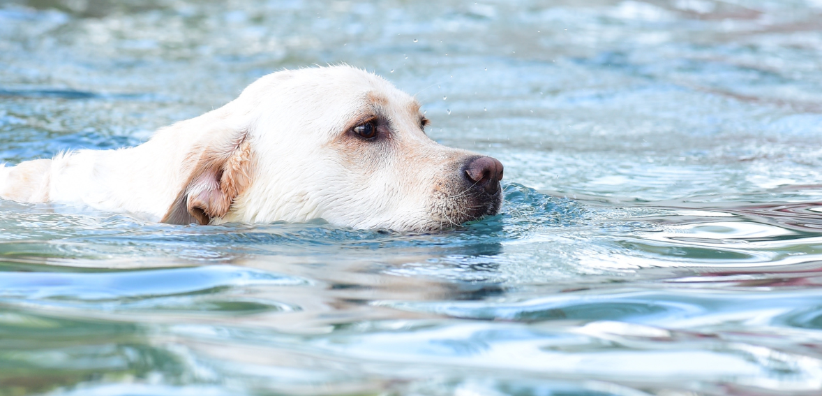 Seasonal Care Tips for Labrador Retrievers