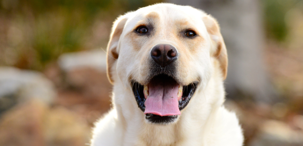 Ten Seasonal Care Tips for Labrador Retrievers