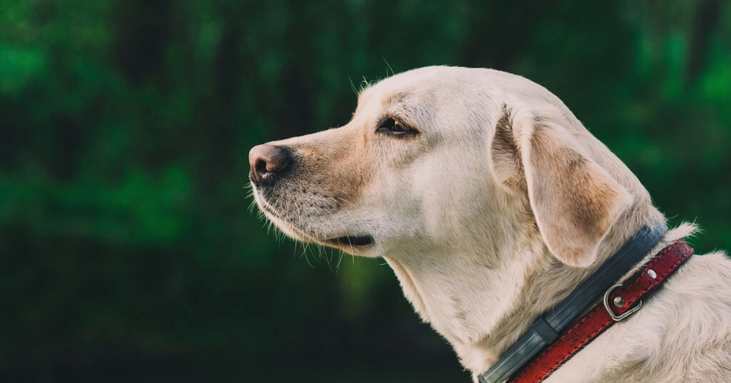 Achievements of Labrador Retrievers