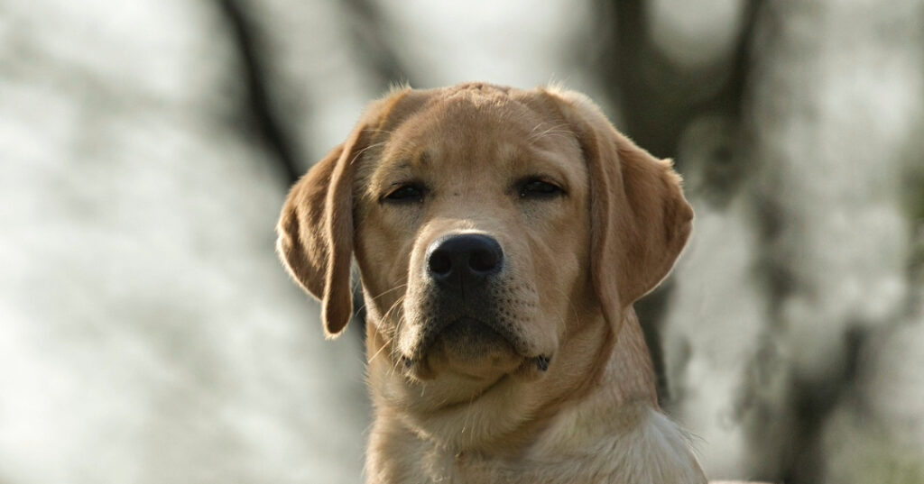 Labrador Retrievers