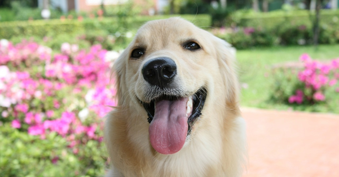 Famous Labrador Retrievers in Media