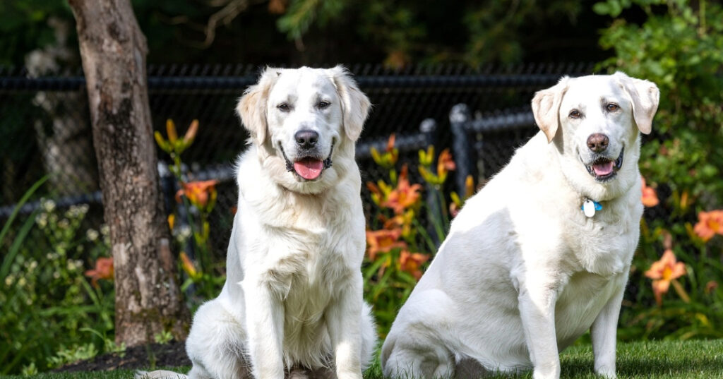 Labrador Retriever-themed events