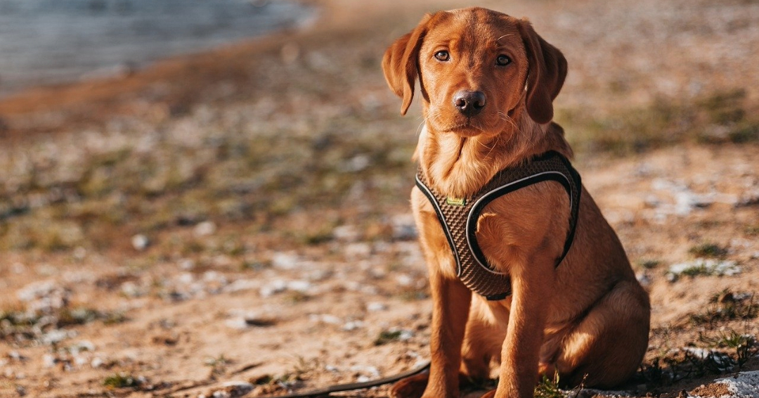 Trends in Labrador Breeding and Ownership: A Comprehensive Guide