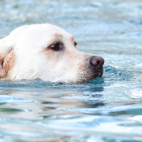 Seasonal Care Tips for Labrador Retrievers
