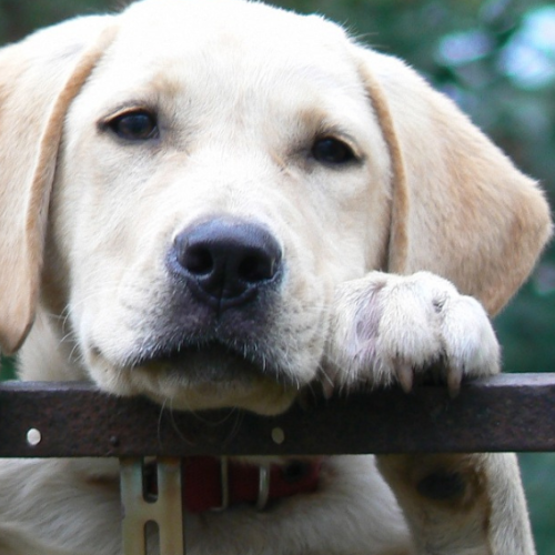 How to Deal with Separation Anxiety in Labradors