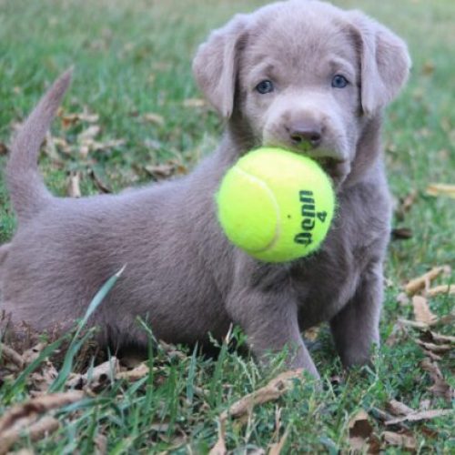 How Can You Register a Silver Lab with the AKC?