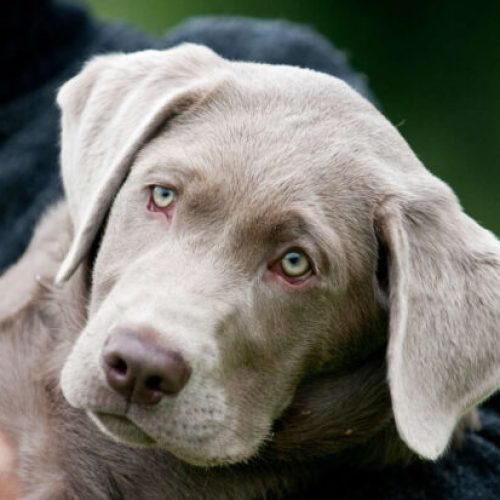 What Is the Temperament of a Silver Lab