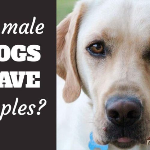 Why Do Male Dogs, Including Labradors, Have Nipples?